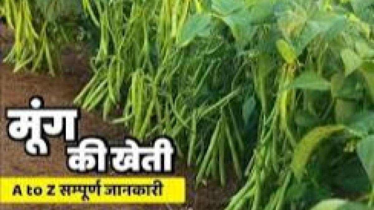 GAON NASP Farmer Advisory – Zaid Moong Cultivation Guide 