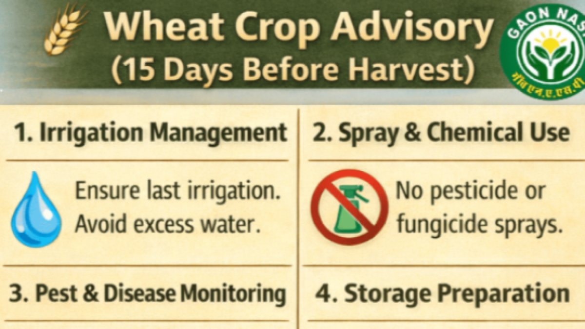 Wheat Crop Advisory (15 Days Before Harvest)