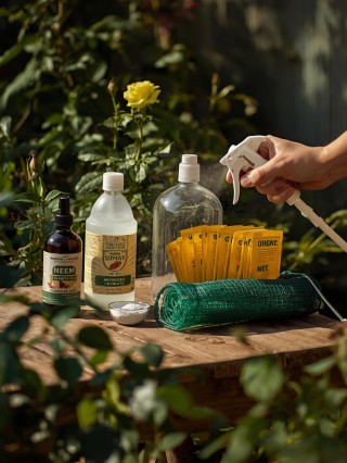 प्लांट का संरक्षण