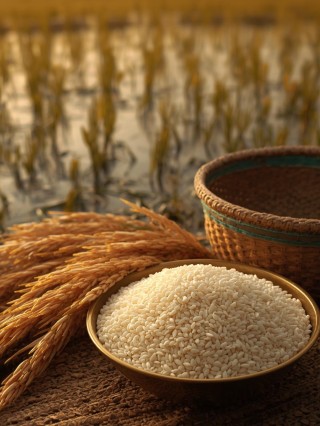धान / चावल