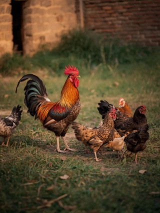 देसी मुर्गी