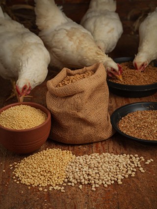 मुर्गी दाना