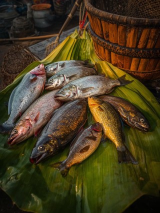 मीठे पानी की मछली