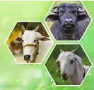 पशु बीमा